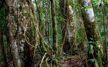 Scientists at Luquillo have shown that carbon cycling by tropical forests is sensitive to climate.